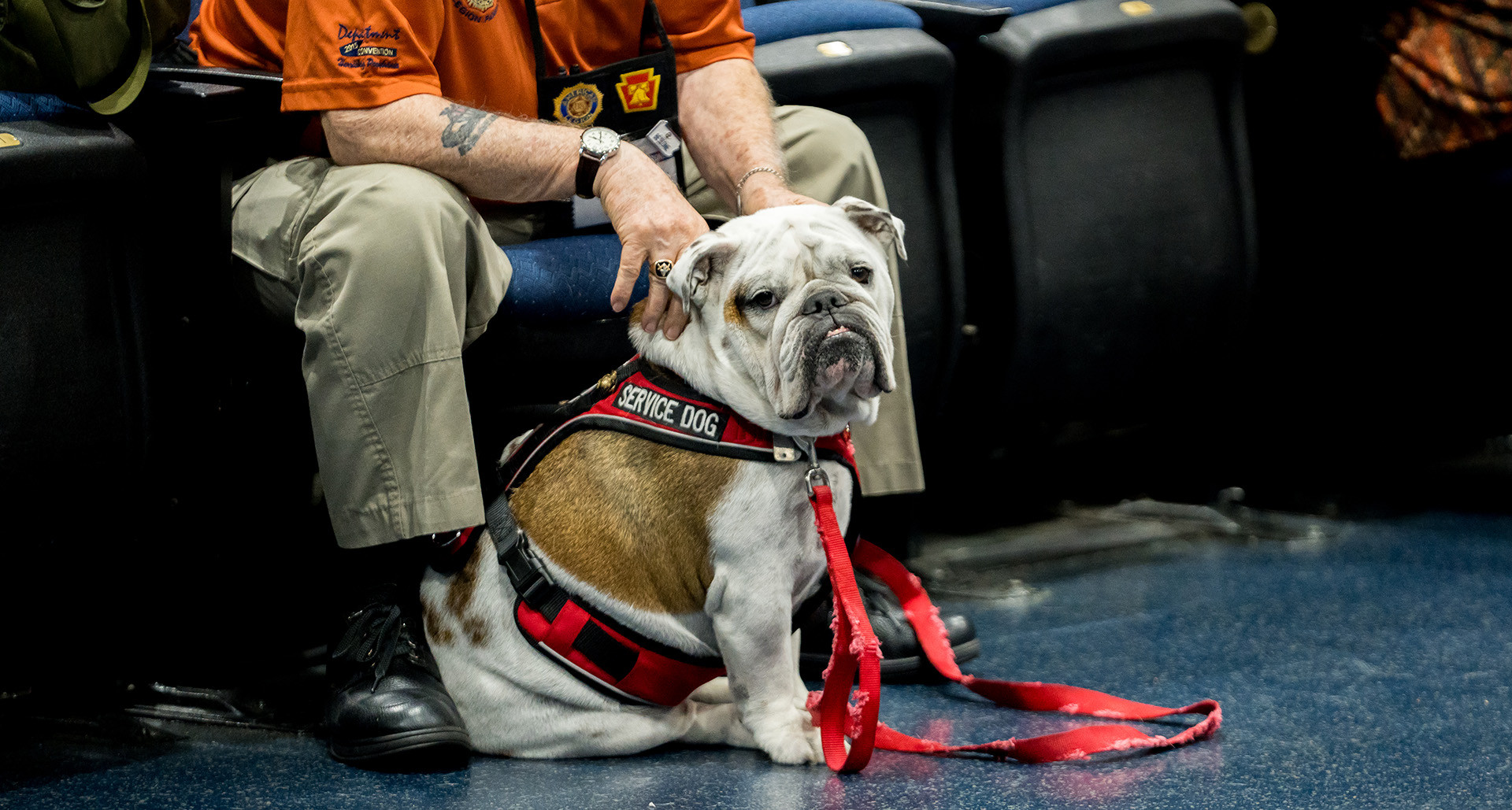 Join training on service dogs and veteran support
