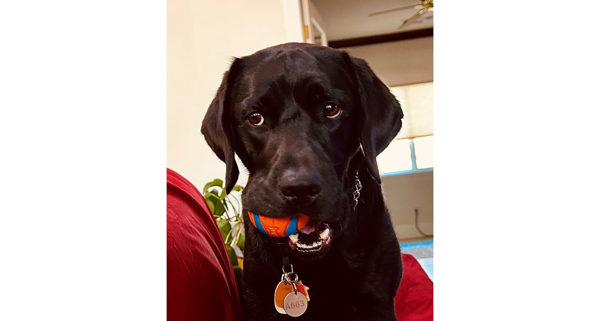 My service dog’s impact: Carl Cieslikowski
