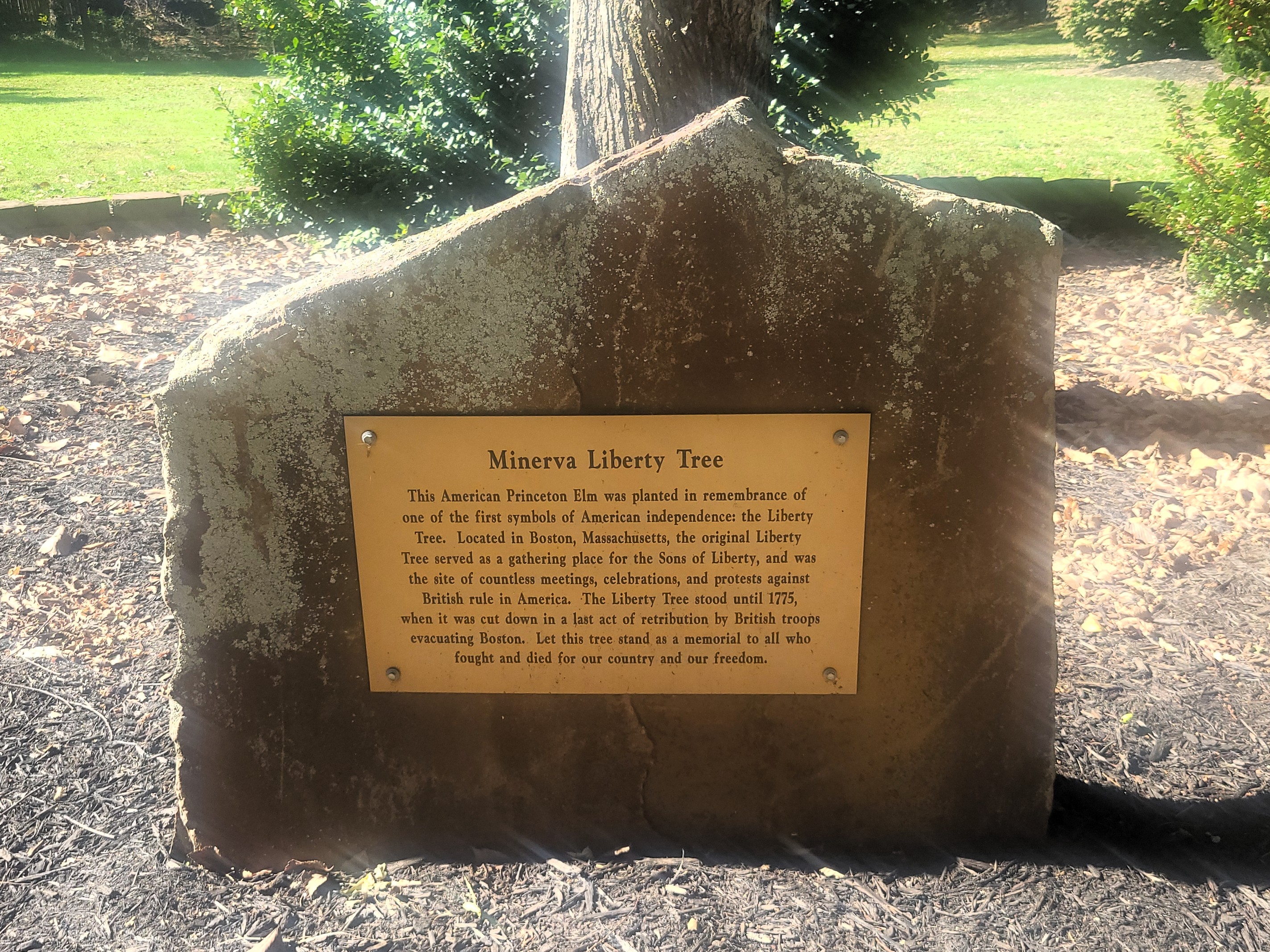 Minerva Liberty Tree