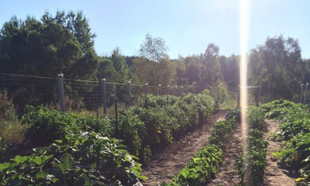 Michigan post's victory garden feeds local veterans