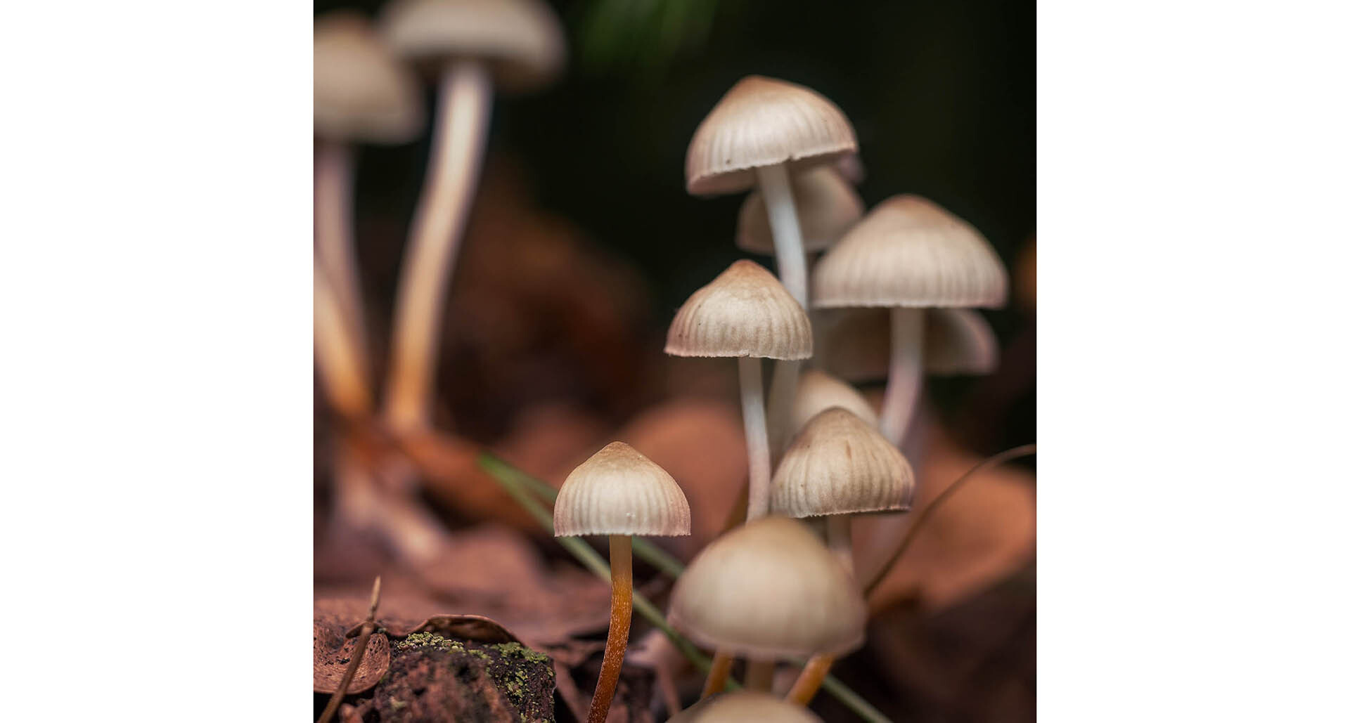 VA launches psilocybin trial for veterans with treatment-resistant depression