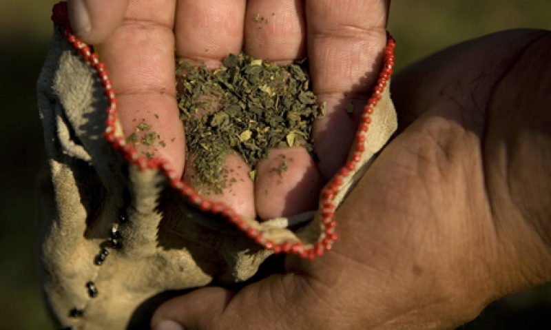 The fight for sacred tobacco