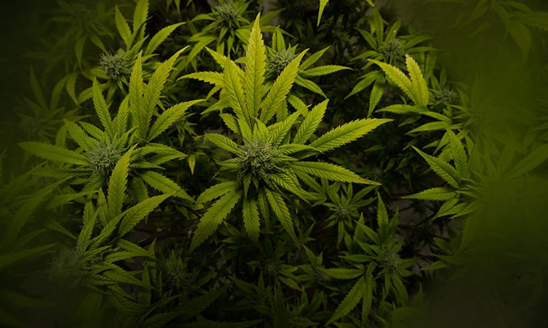 Tapping into the therapeutic value of cannabis for veterans