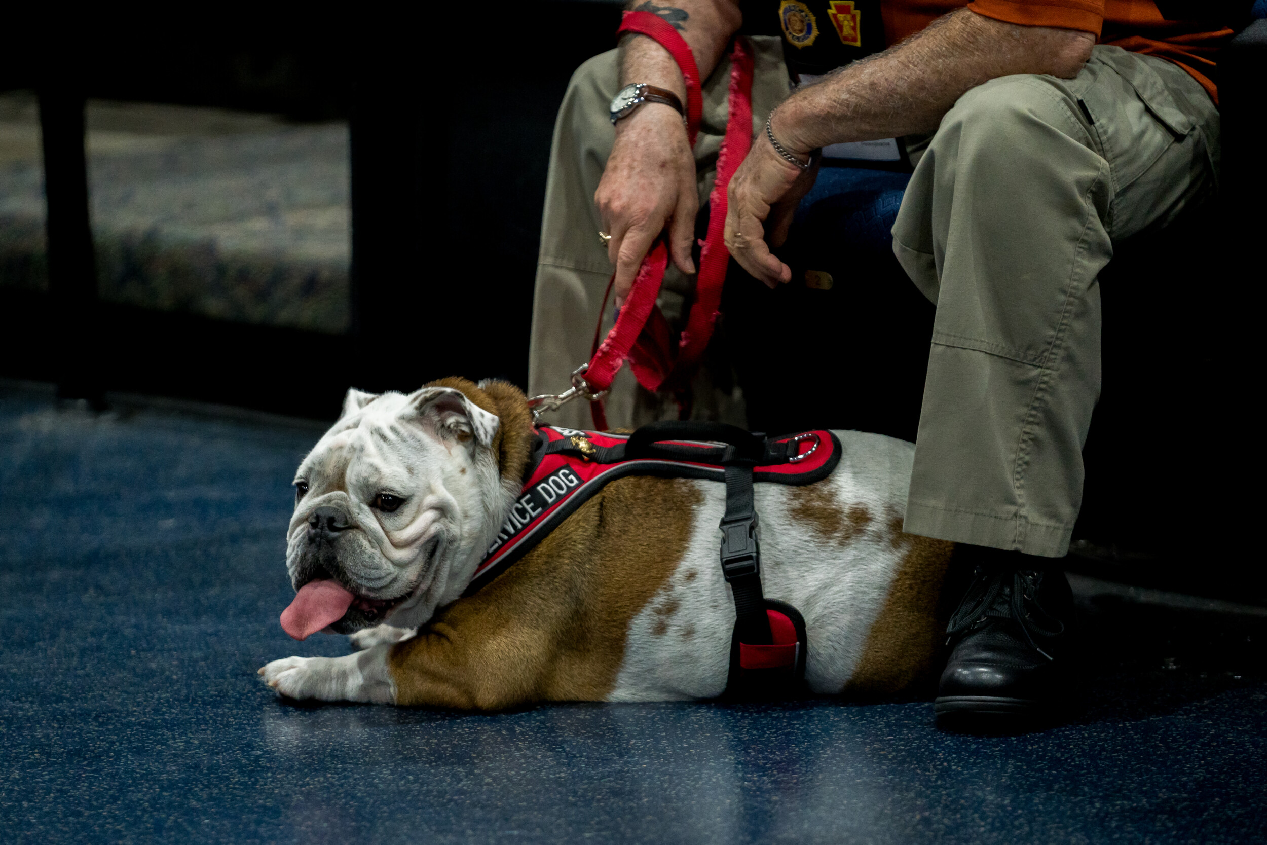 Share how has your service dog has impacted your life
