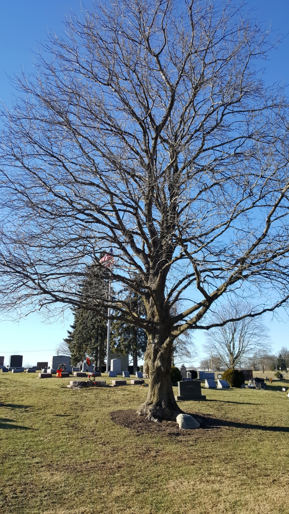 Blackberry Memorial Tree